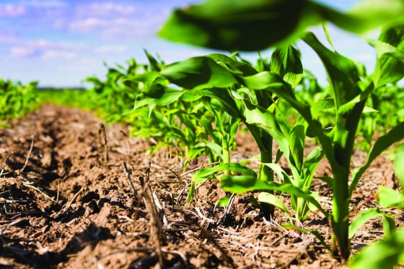 Agricultura Regenerativa e Tecnologias Verdes_consultoria.cv