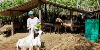 Criação_animais_negocio _cabo_verde